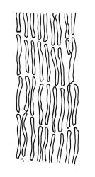 Macromitrium longipes, basal laminal cells.
 Image: R.C. Wagstaff © All rights reserved. Redrawn with permission from Vitt (1983). 